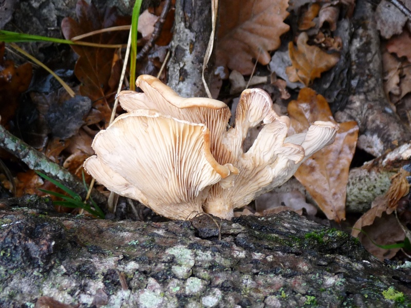 P1020466 Lamellen bearb .JPG