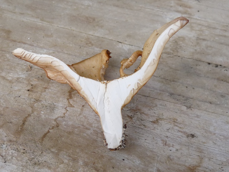 P1020475 scal 800  bearb. .JPG