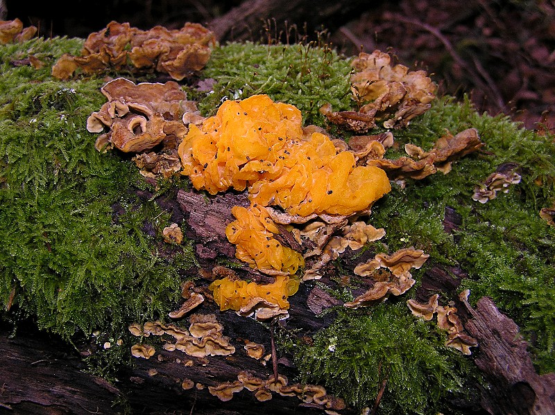 Kopie von P1010282.JPG