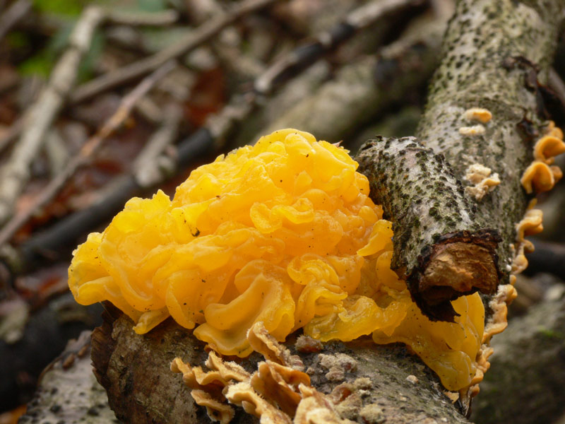 Tremella_aurantia_013.jpg