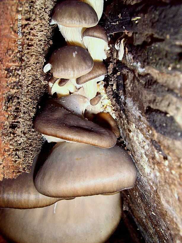 im verletzten Stamm.jpg