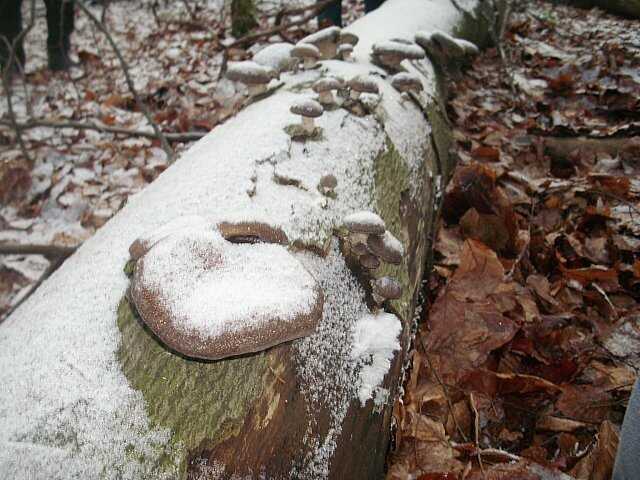 Erstmals Gefrorene_Austern[1].jpg