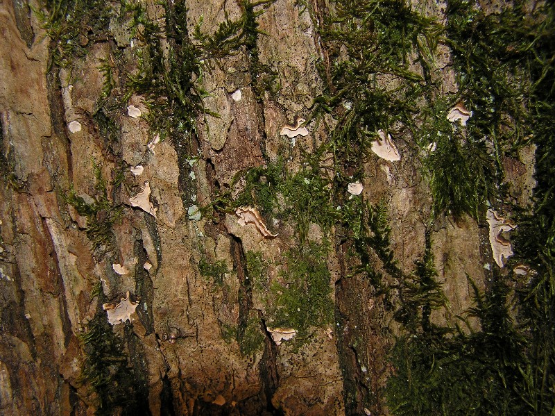 Kopie von P1010287.JPG