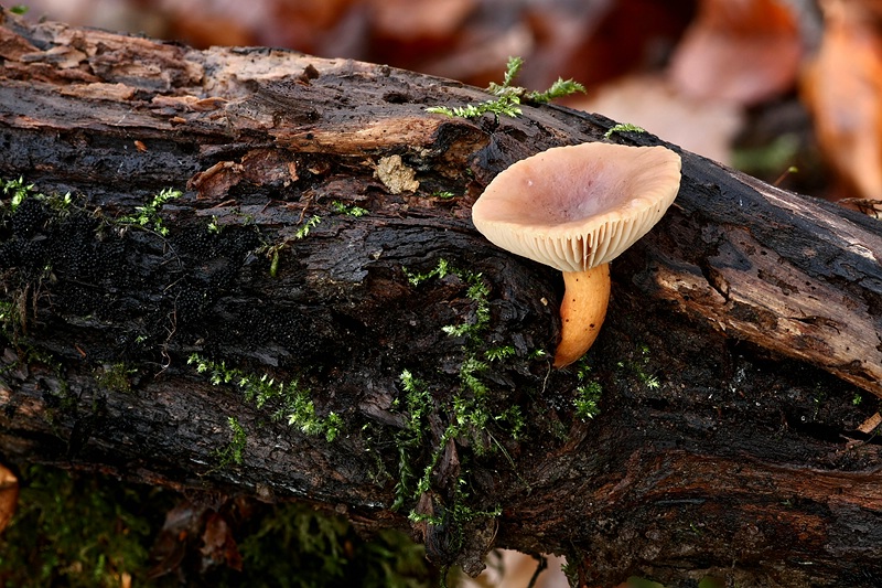 Forum_2010.11.20 Gelbstieliger Dachpilz.jpg
