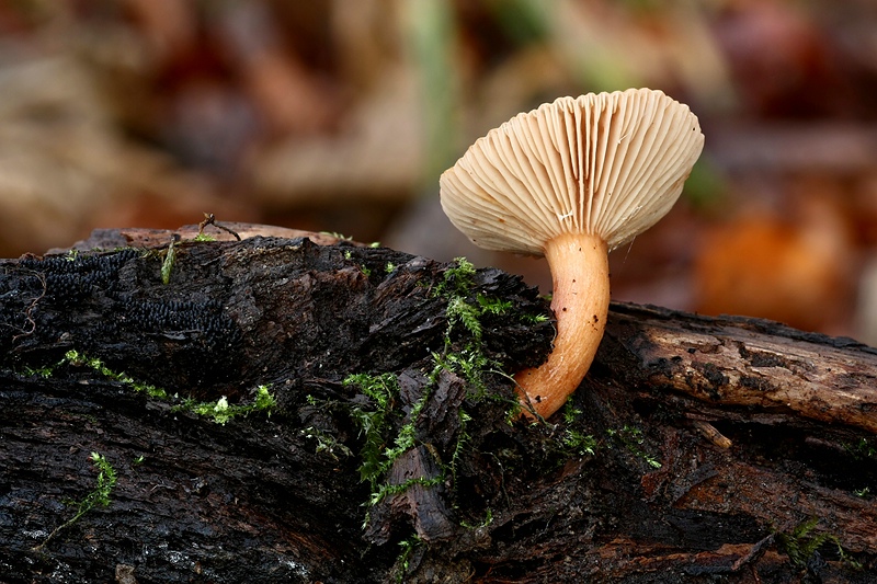 Forum_2010.11.20 Gelbstieliger Dachpilz -  Seitenansicht.jpg