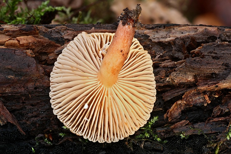 Forum_2010.11.20 Gelbstieliger Dachpilz - Ansicht von unten.jpg