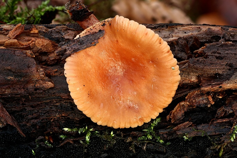 Forum_2010.11.20 Gelbstieliger Dachpilz - Oberseite.jpg