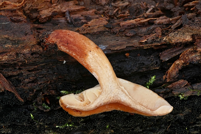 Forum_2010.11.20 Gelbstieliger Dachpilz - Schnitt.jpg