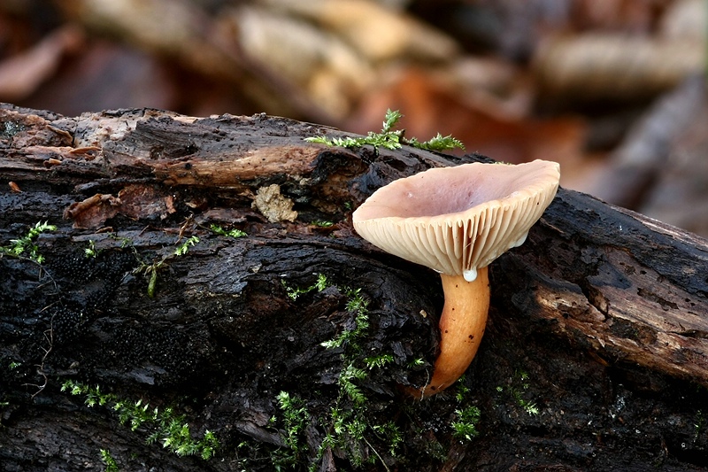 Lactarius (Ausschnitt) nach Bewegung des Substrates
