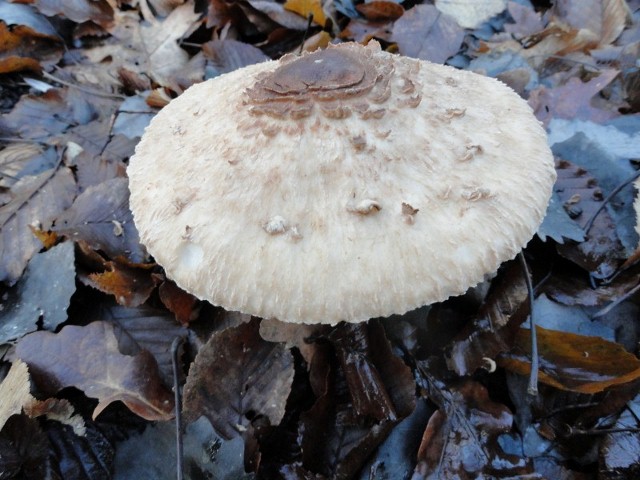 DSC01008 (800x600) (640x480).jpg