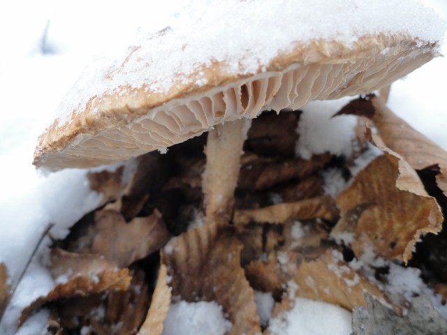 DSC01029 (640x480).jpg