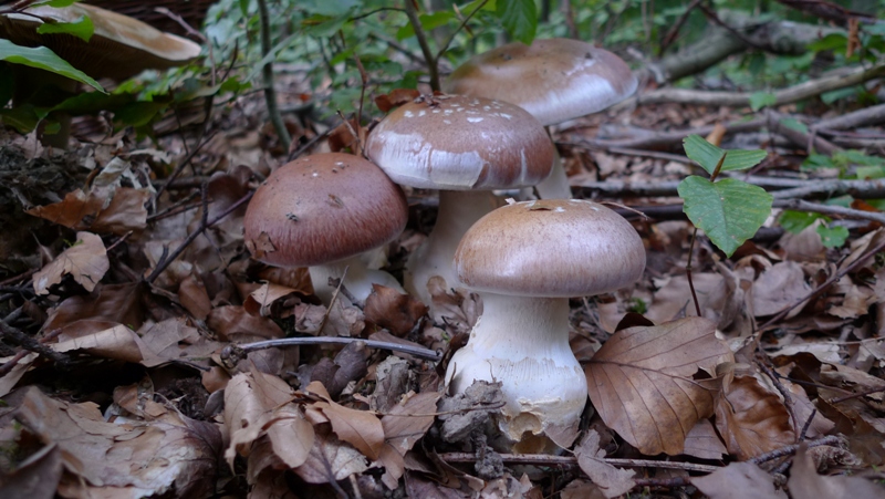 Pilz des Jahres 2010