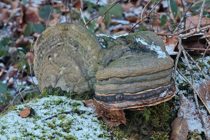 Forum_2010.01.02 Rotrandiger Baumschwamm (Fomitopsis pinicola - geotrop.jpg