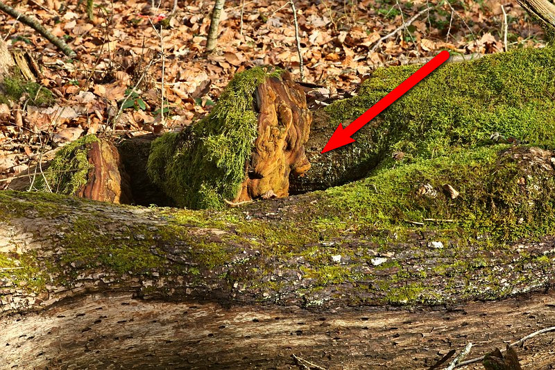 Forum_2010.02.27 Eichen-Feuerschwamm (Phellinus robustus).jpg