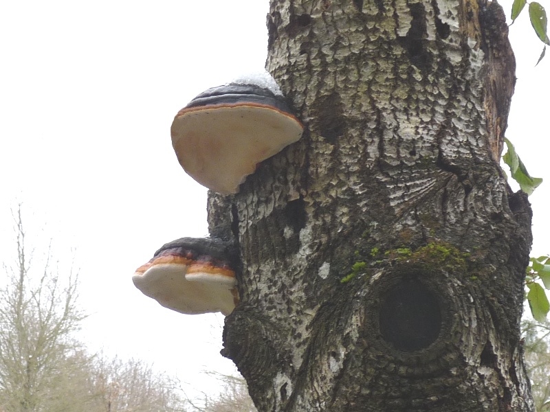 P1020482 scal 800 bearb. red .JPG