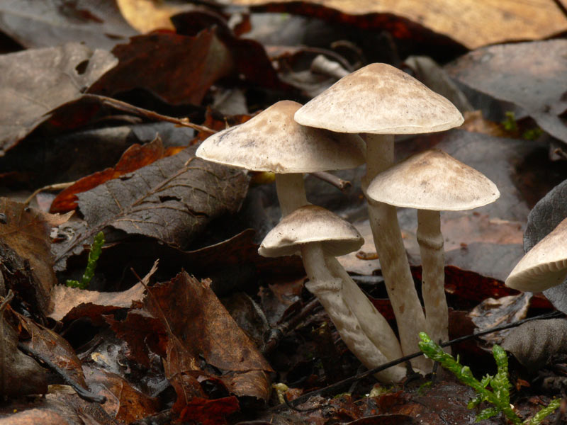 Aufloesung_Tricholoma_cingu.jpg