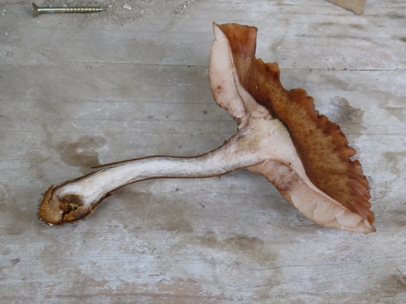 P1020267 scal 800 .JPG