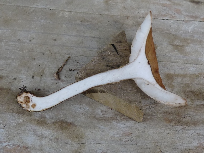 P1020272 scal 800 red .JPG