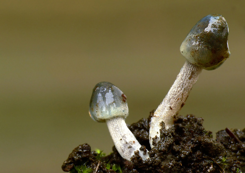 Mycena_amicta_007.jpg