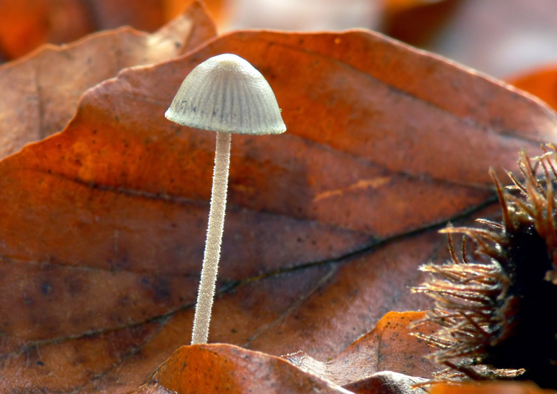 Mycena_amicta_052_filtered.jpg