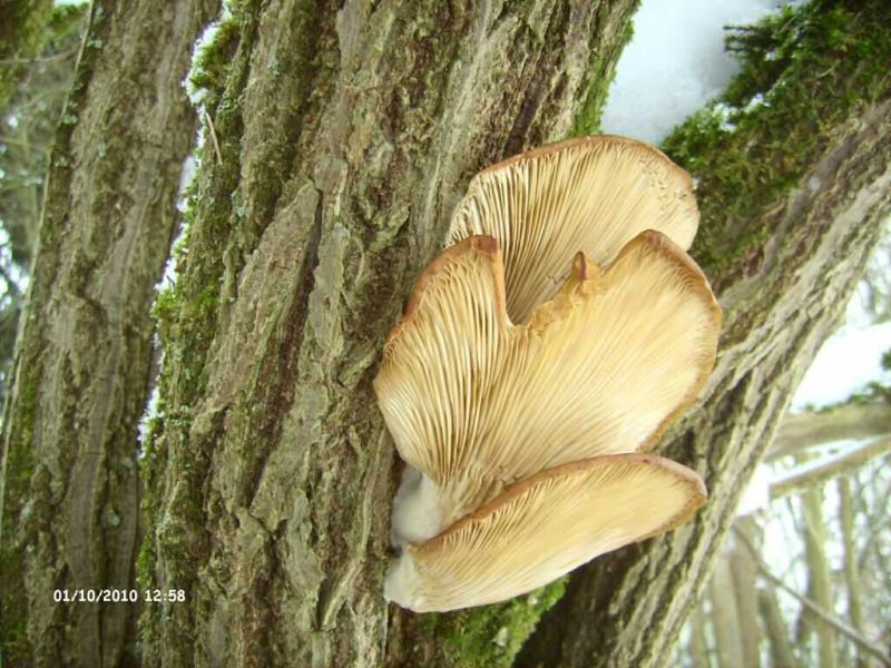 mehrfach gefroren4.jpg