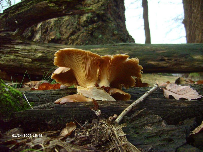 mehrfach gefroren3.jpg