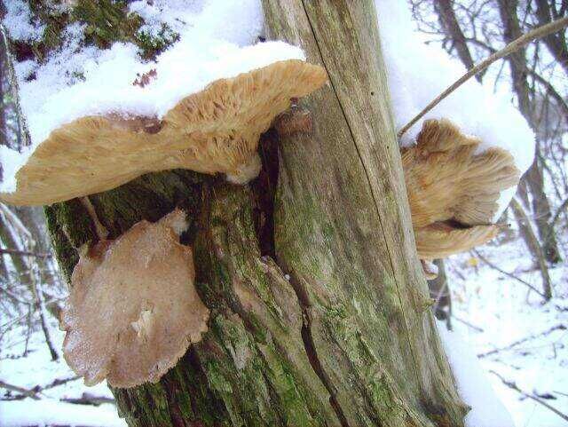 mehrfach gefroren2.jpg