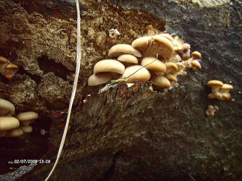 mehrfach gefroren.jpg