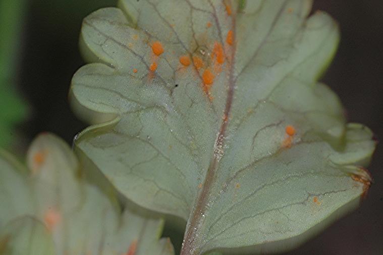 DSC_5354 Ausschnitt, Schärfe 35 %.JPG