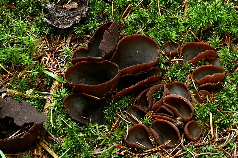 Forum_2010.12.11 Becherling.jpg