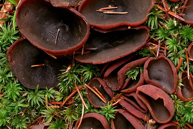 Forum_2010.12.11 Becherling - Détail.jpg