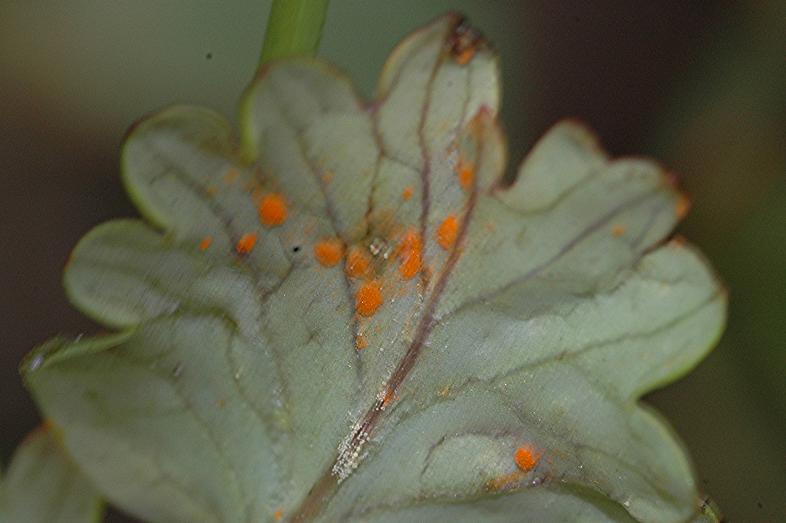 DSC_5356 Ausschnitt, Schärfe 40 %.JPG