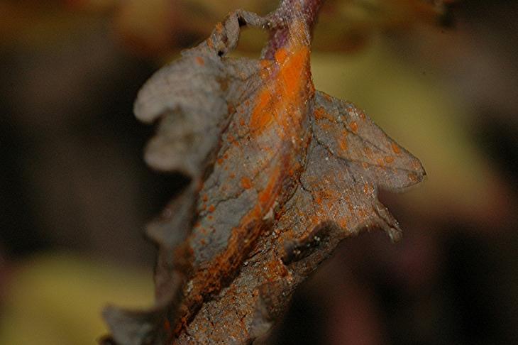 DSC_5357 Ausschnitt, Schärfe 45 %.JPG