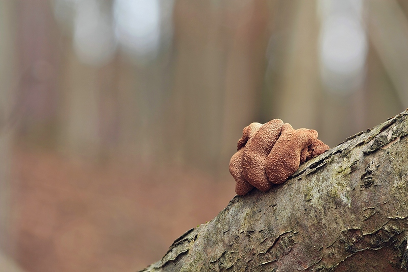 Forum_2010.02.20 Haselbecherling (Encoelia furfuracea).jpg