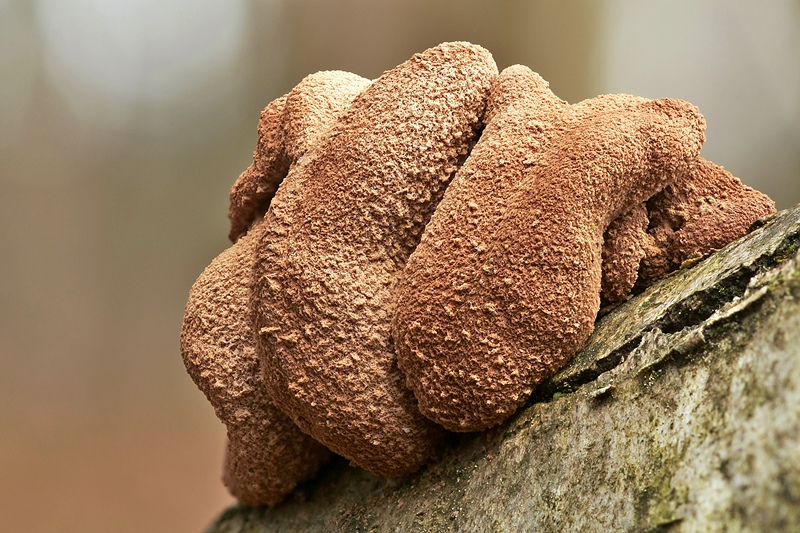 Forum_2010.02.20 Haselbecherling (Encoelia furfuracea) - Détail.jpg