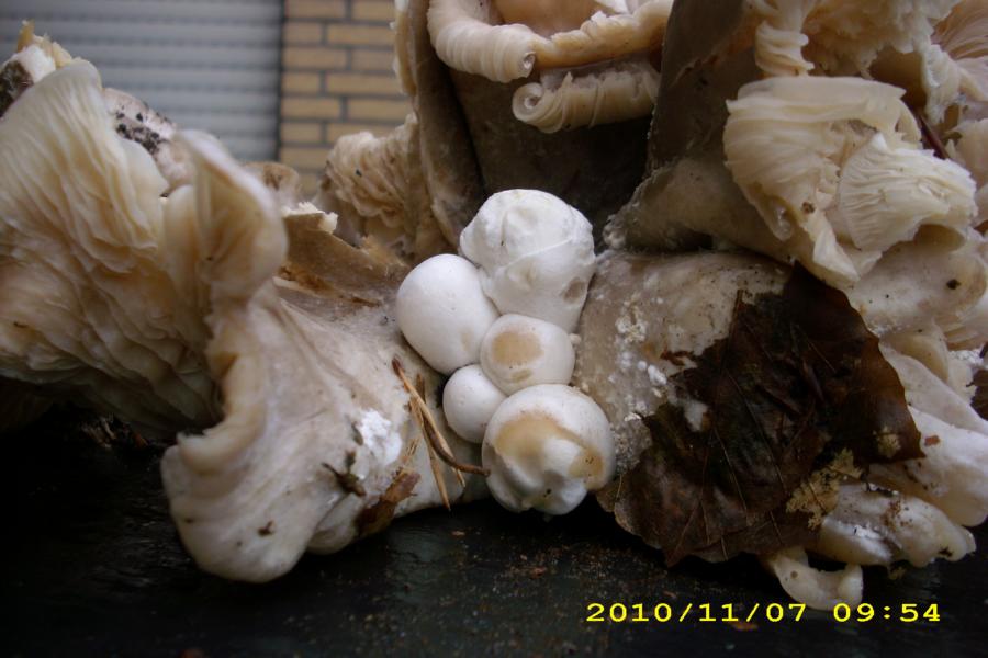 Nebelgrauer Röteltrichterling mit paras. Scheidling.JPG