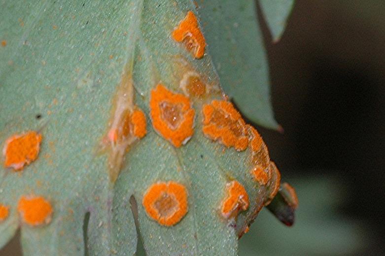 DSC_5371 Ausschnitt, Schärfe 70 %.JPG