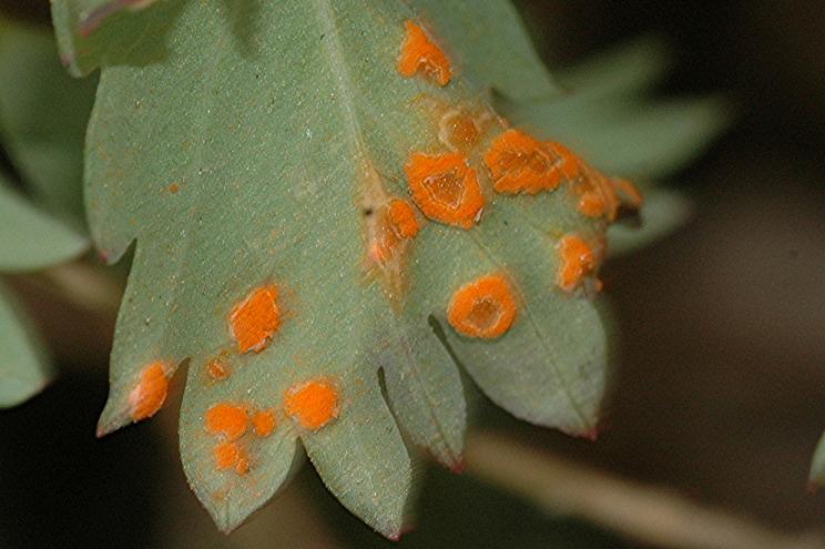 DSC_5382 Ausschnitt, Schärfe 60 %.JPG