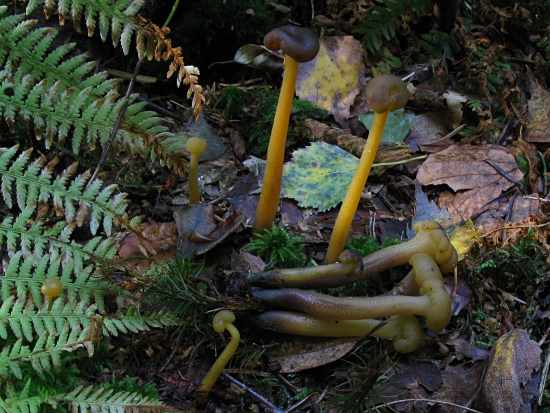 Leotia-lubrica-100831-02xsJ.jpg