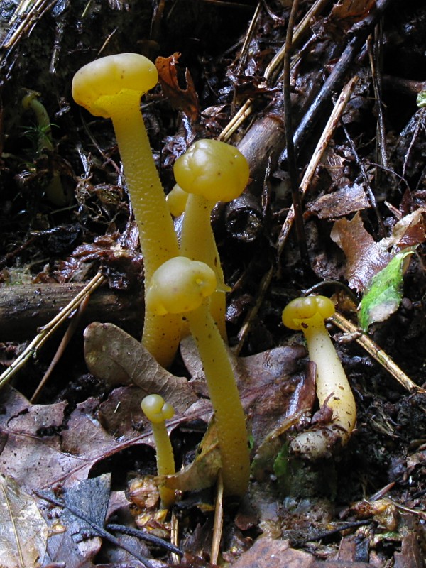 Leotia-lubrica-100831-01xsJ.jpg