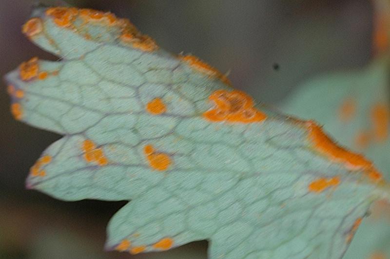 DSC_5388 Ausschnitt, Schärfe 60 %.JPG