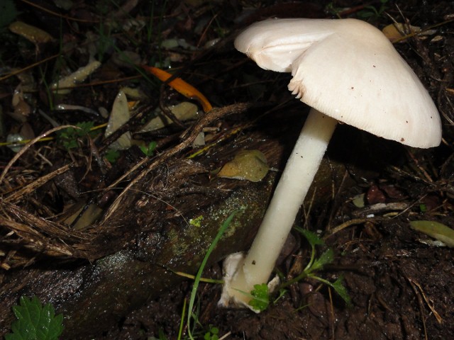 DSC00944 (640x480).jpg