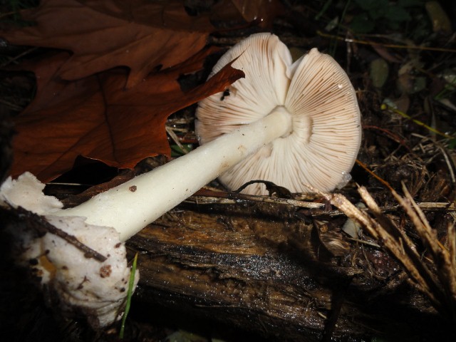 DSC00945 (640x480).jpg