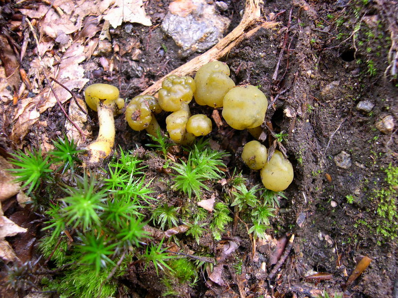 Leotia lubrica-2.3.6.1.1.2a.JPG