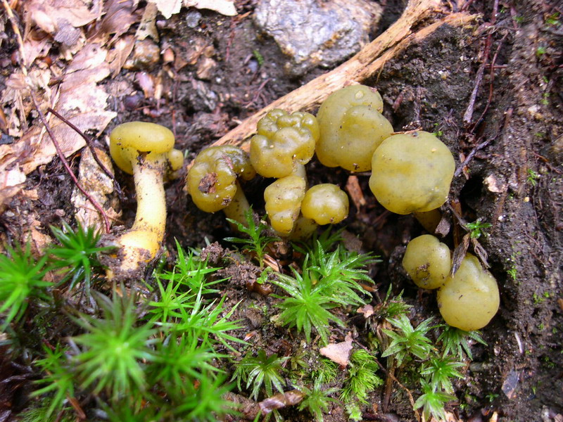 Leotia lubrica-2.3.6.1.1.2b.JPG