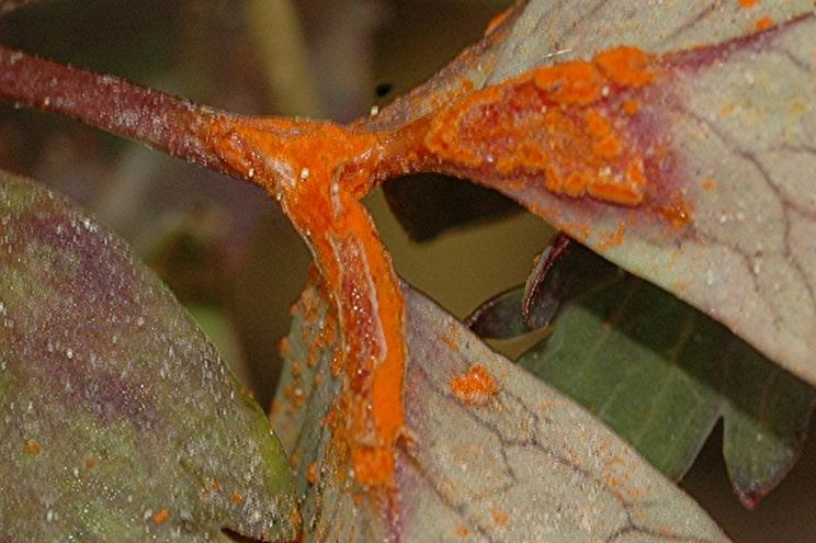 DSC_5397 Ausschnitt, Schärfe 75 %.JPG