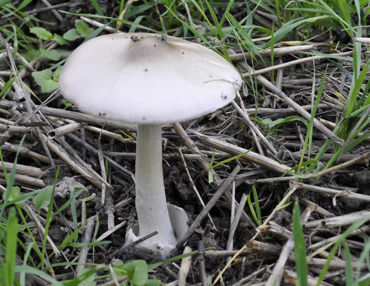 Volvariella_gloiocephala_03.jpg