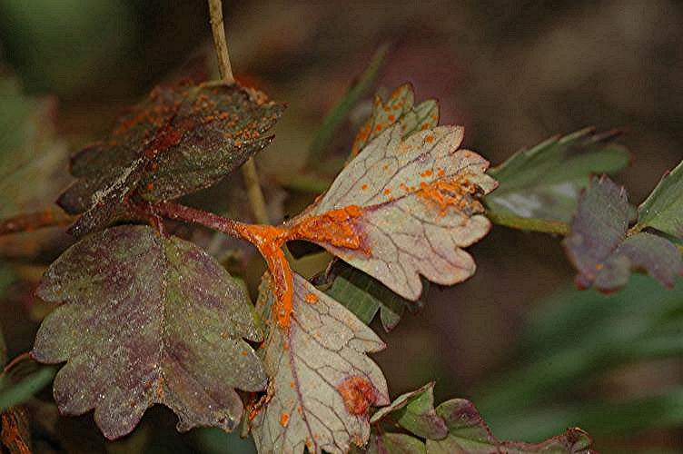 DSC_5397 Schärfe 25 %.JPG