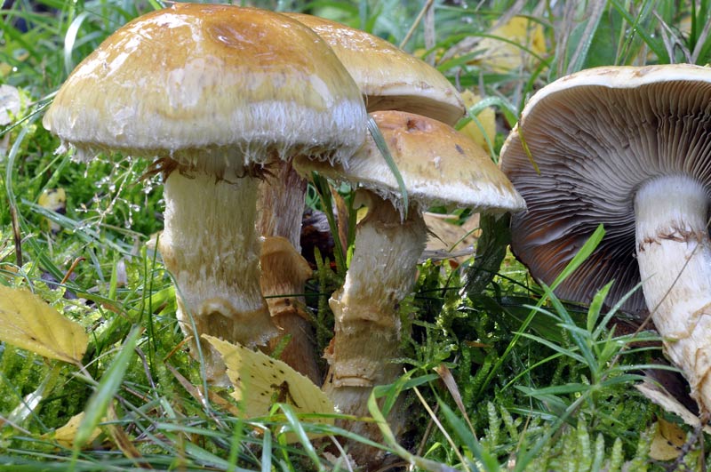 Cortinarius_triumphans_126.jpg