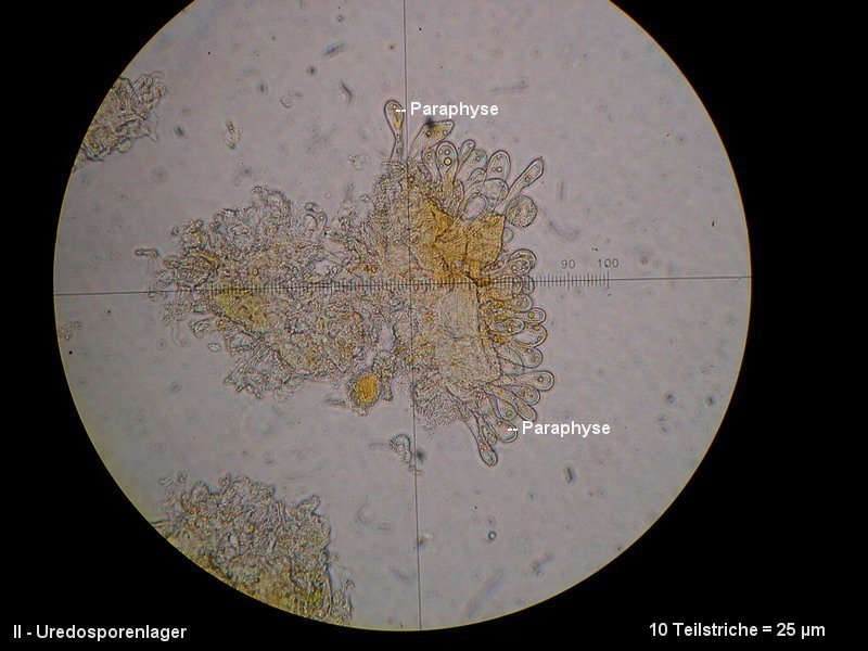 3-Phragmidium fragariae-II+III-1.8.2.7.8.8M2-Potentilla sterilis.JPG